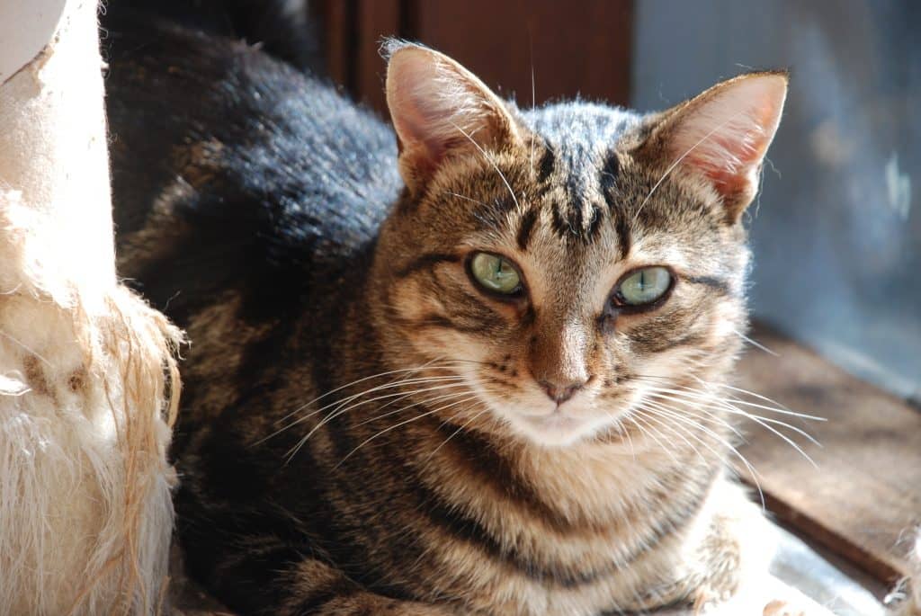 Make sure your timid cat's forever home is safe and that their adopter knows what to expect