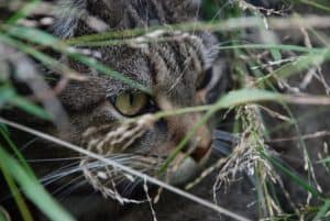 Once you've found your lost cat, be very slow and careful to prevent them running off