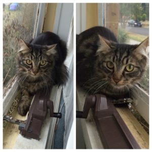 Tabby cat sitting on window sill, next to the window he got out of